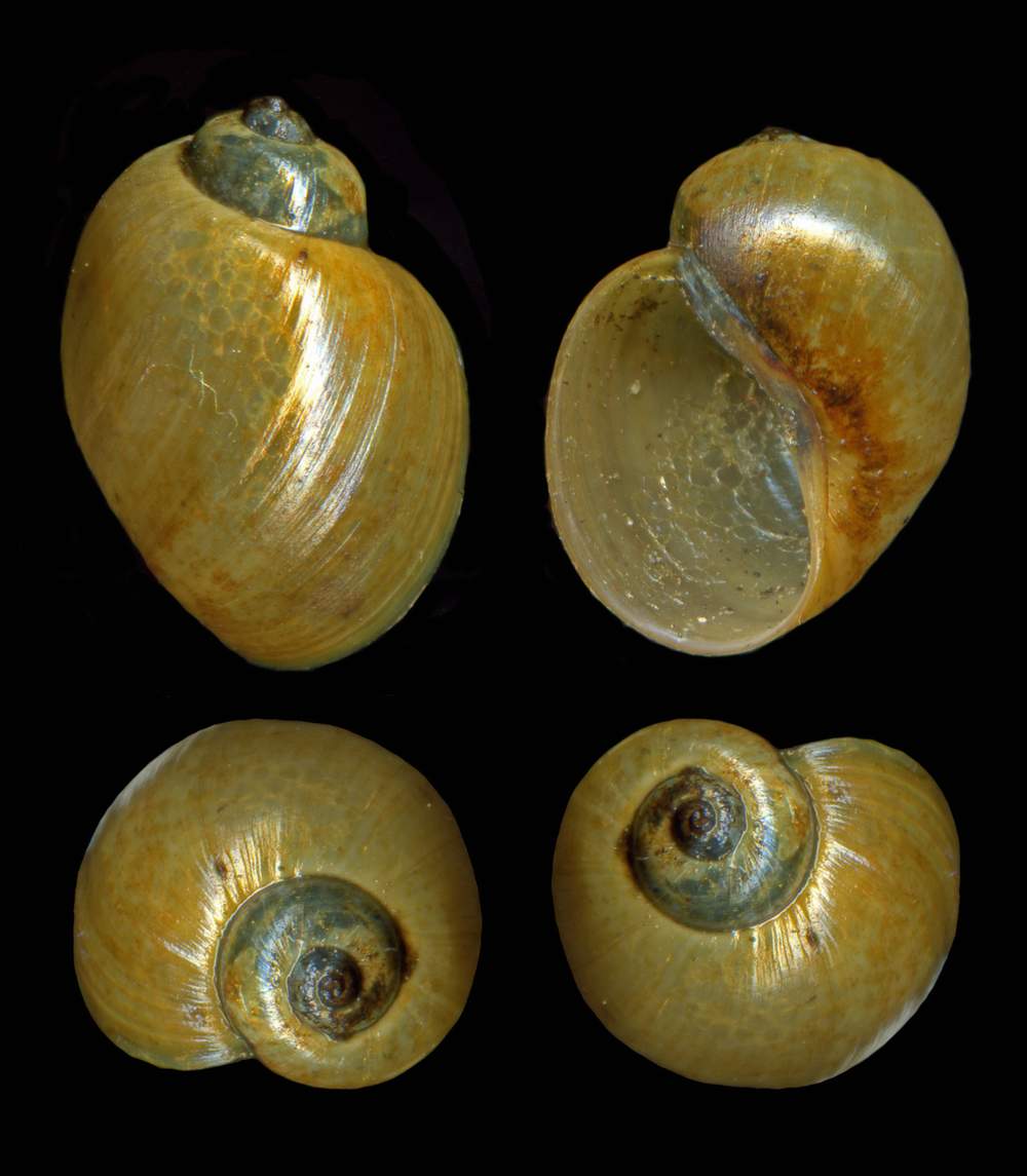 Planorbidae Bulinus (Isidora) truncatus (Audoin 1827)-LMD